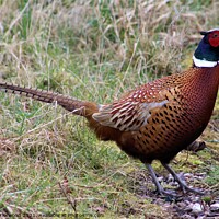 Buy canvas prints of Pheasant in the grass by Liann Whorwood