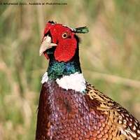 Buy canvas prints of A Pheasant sitting  in the grass by Liann Whorwood