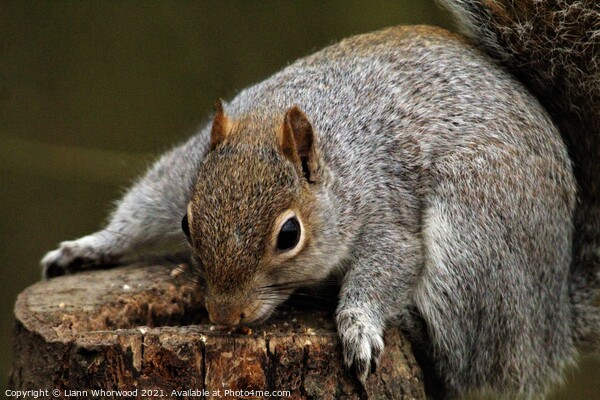 A squirrel feeding on a log Picture Board by Liann Whorwood