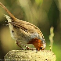 Buy canvas prints of Robin red breast by Liann Whorwood