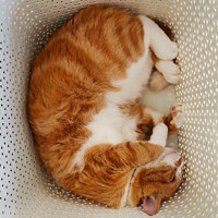 Buy canvas prints of Ginger Cat Sleeping In A Laundry Basket by Cosmin Iftode