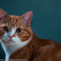 Buy canvas prints of Beautiful Ginger Cat with a Cosy Blue Background by Cosmin Iftode