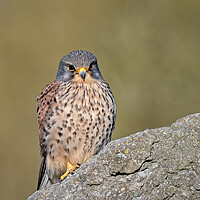 Buy canvas prints of Kestrel perched on top of a rock by Vicky Outen