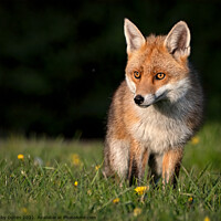 Buy canvas prints of Red fox standing in the grass at sunset  by Vicky Outen