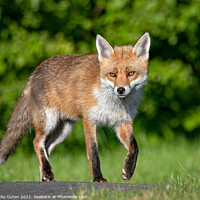 Buy canvas prints of A fox out walking by Vicky Outen
