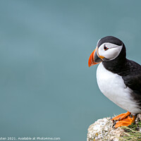 Buy canvas prints of Puffin standing on the edge of the cliff  by Vicky Outen