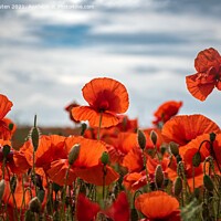 Buy canvas prints of Field of poppies by Vicky Outen