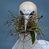 Buy canvas prints of Gannet close up with nesting material  by Vicky Outen
