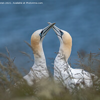 Buy canvas prints of A pair of courting gannets by Vicky Outen