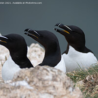 Buy canvas prints of A trio of razorbills on the cliff top by Vicky Outen