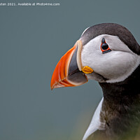 Buy canvas prints of Puffin portrait by Vicky Outen