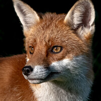 Buy canvas prints of A close up of a fox in the evening sun by Vicky Outen
