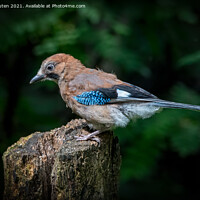Buy canvas prints of A juvenile jay perched on a tree stump by Vicky Outen