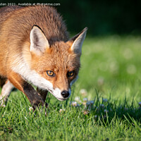 Buy canvas prints of A red fox on the prowl  by Vicky Outen