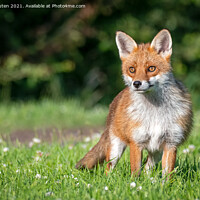 Buy canvas prints of A beautiful vixen fox standing in the grass  by Vicky Outen