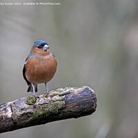 Buy canvas prints of A male chaffinch perched on a tree branch by Vicky Outen
