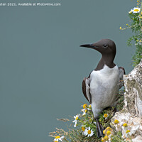 Buy canvas prints of A guillemot standing on the edge of the cliff by Vicky Outen