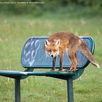 Buy canvas prints of A wet red fox standing on a bench by Vicky Outen