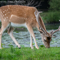 Buy canvas prints of A fallow deer walking in the grass by Vicky Outen