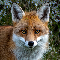 Buy canvas prints of A close up of a red fox by Vicky Outen
