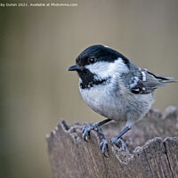 Buy canvas prints of A coal tit perched on a post by Vicky Outen
