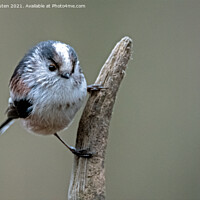Buy canvas prints of A long tailed tit perched on a branch by Vicky Outen
