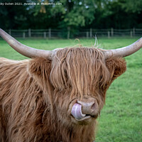 Buy canvas prints of A cheeky highland cow standing on top of a grass c by Vicky Outen
