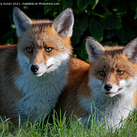Buy canvas prints of A pair of beautiful red foxes standing in the grass  by Vicky Outen