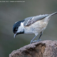 Buy canvas prints of Coal tit standing on a post by Vicky Outen