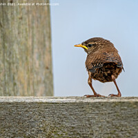 Buy canvas prints of An adorable just fledged wren standing on a fence, Bempton Cliffs, East Yorkshire by Vicky Outen