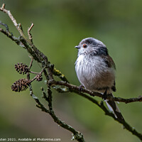 Buy canvas prints of Long tailed tit perched on a tree branch by Vicky Outen