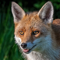 Buy canvas prints of A smiling red fox by Vicky Outen