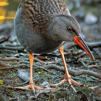 Buy canvas prints of Water rail  by Vicky Outen