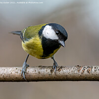 Buy canvas prints of A curious great tit standing on a branch by Vicky Outen