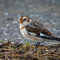 Buy canvas prints of Male snow bunting standing on the ground  by Vicky Outen