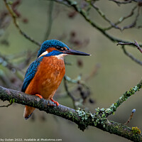 Buy canvas prints of Kingfisher perched on a tree branch by Vicky Outen