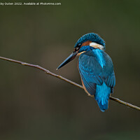 Buy canvas prints of A kingfisher perched on a tree branch by Vicky Outen