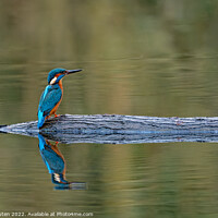 Buy canvas prints of Kingfisher perched on a log with reflection  by Vicky Outen