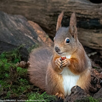 Buy canvas prints of A red squirrel sitting eating a nut in the logs by Vicky Outen