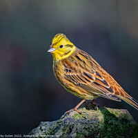 Buy canvas prints of Yellowhammer perched on a rock by Vicky Outen