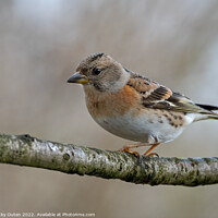 Buy canvas prints of A female brambling perched on a tree branch by Vicky Outen