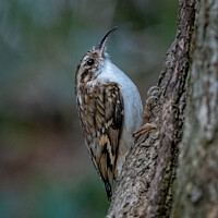 Buy canvas prints of A treecreeper perched on a tree branch by Vicky Outen