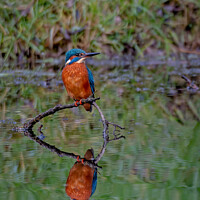 Buy canvas prints of A kingfisher & reflection perched on a tree branch, Merseyside by Vicky Outen