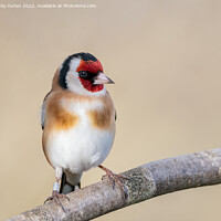 Buy canvas prints of Goldfinch perched on a branch by Vicky Outen