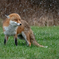 Buy canvas prints of A red fox standing on the grass while hail-stoning  by Vicky Outen