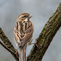 Buy canvas prints of A female reed bunting perched on a tree branch by Vicky Outen