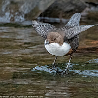 Buy canvas prints of A dipper standing next to a body of water by Vicky Outen