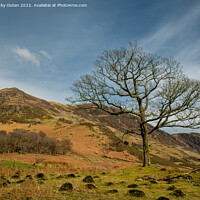 Buy canvas prints of A lone tree at Buttermere in the Lake District  by Vicky Outen
