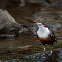 Buy canvas prints of A dipper standing on a wet rock along the river  by Vicky Outen