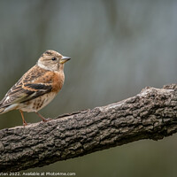 Buy canvas prints of A female brambling perched on a wooden branch by Vicky Outen